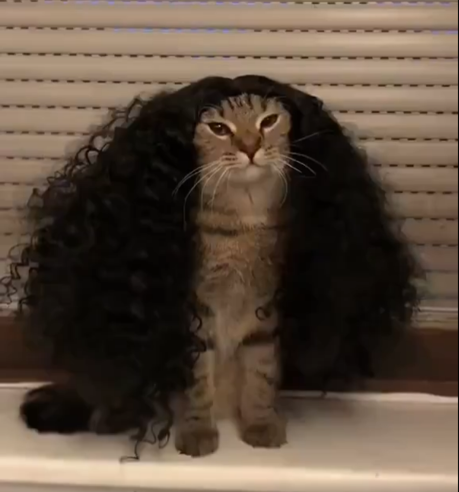 Cucurella Cat on a windowsill wearing a huge curly black wig