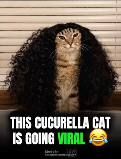 Cucurella Cat viral meme with curly black wig and caption
